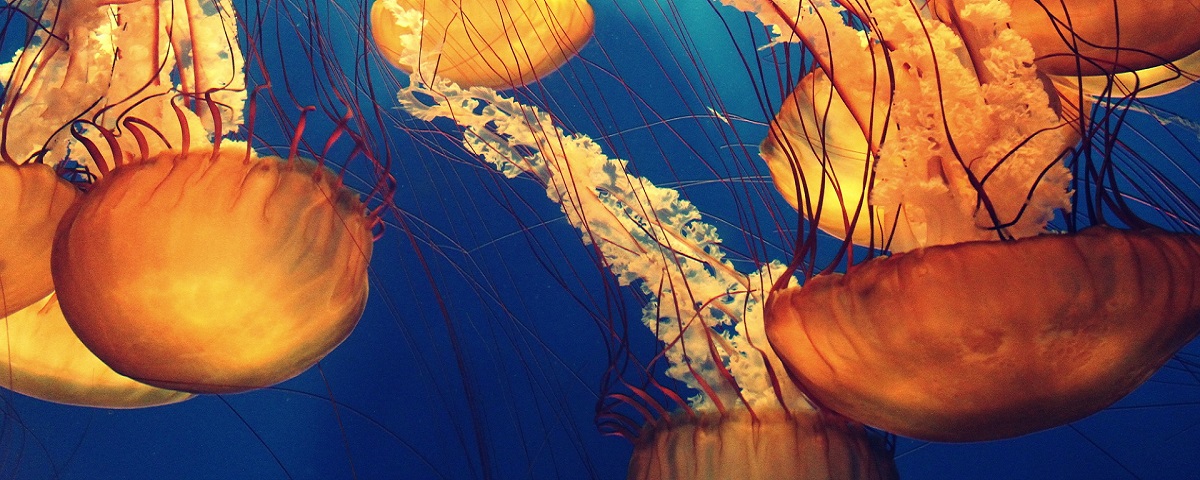 Imagem de: Conheça a lâmpada que se move e imita uma água-viva
