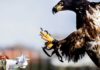 Imagem de: França está usando águias para se defender de drones invasores